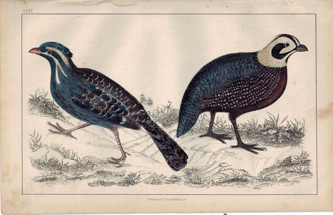 Long-Tailed & Montezuma's Quail Bird 1853 Antique Hand Color Print