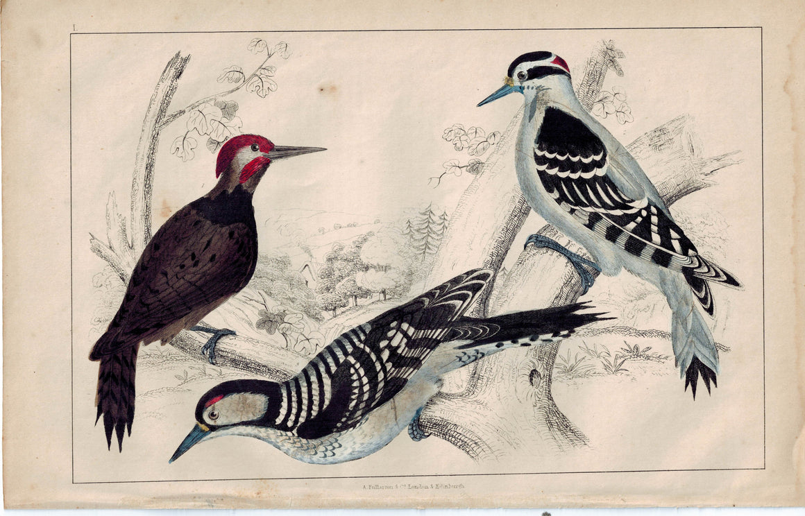 Woodpecker Bird Family 1853 Antique Hand Color Engraved Print