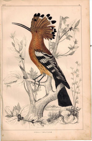 Common Hoopoe Bird 1853 Antique Hand Color Engraved  Print