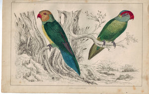 Slender & Iris Parakeet Bird Parrot Family 1853 Antique Hand Color Print
