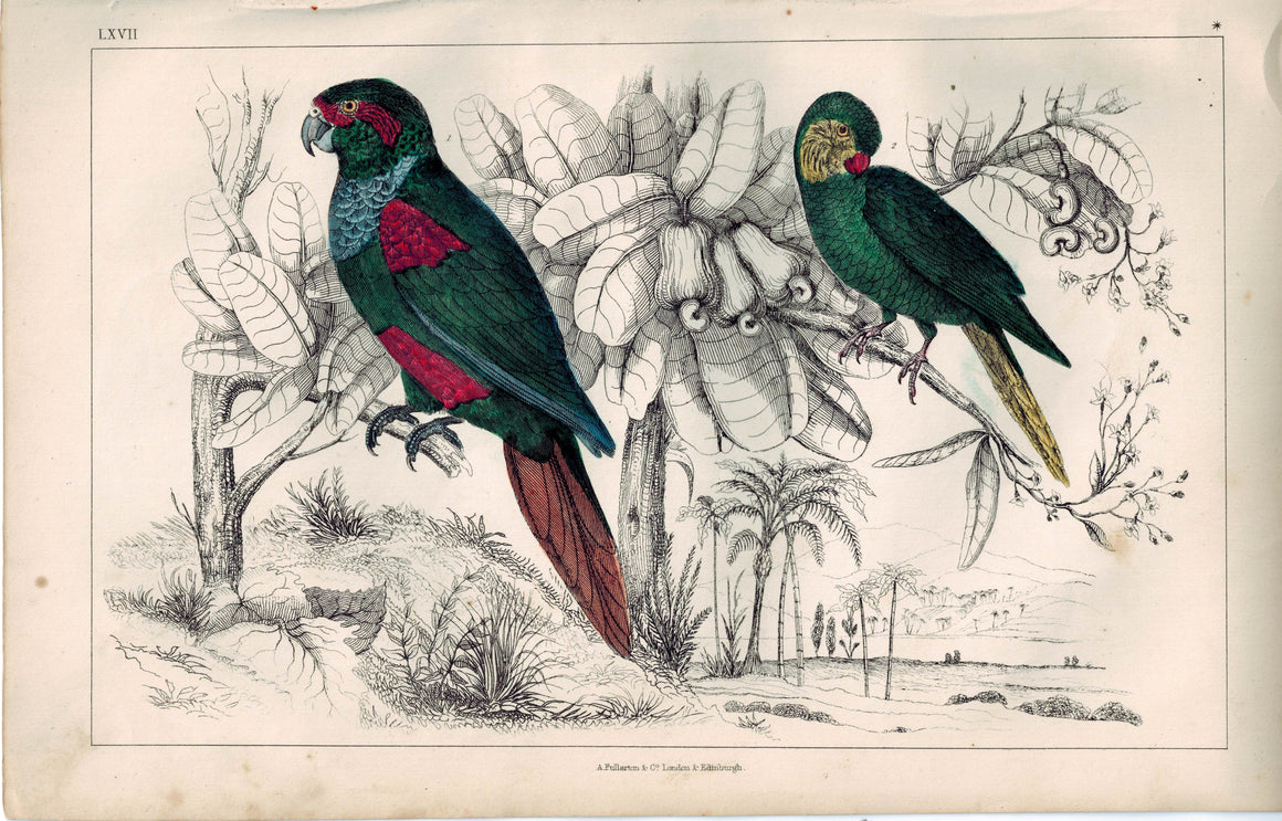 Tiriba & Coquette Parakeet Bird Parrot Family 1853 Antique Hand Color Print