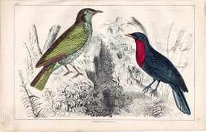 Female Araponga Summer Bird & Red-Breasted Crow 1853 Antique Hand Color Print