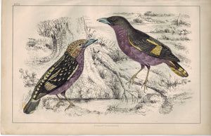 Horsfield's Eurylaime Male Female Bird 1853 Antique Hand Color Engraved Print