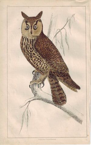 Long-Eared Owl Bird 1853 Antique Hand Color Engraved Print