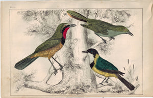 Green & White-throated Thrush-Shrike Bird 1853 Antique Hand Color Engraved Print