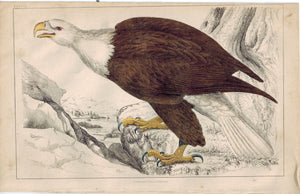 White-Headed Eagle Bird 1853 Antique Hand Color Engraved Print