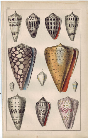 Seashell Bridle Cone Marbled Jasper 1853 Antique Hand Color Engraved Print