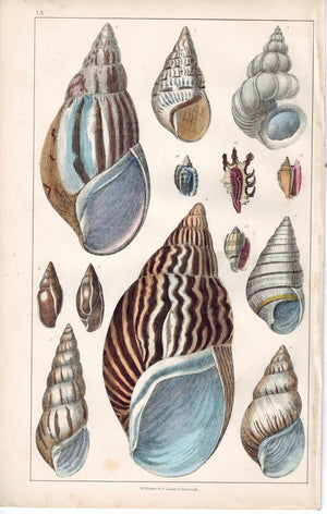 Seashell Zebra Agate Turbo Scalaris 1853 Antique Hand Color Engraved Print