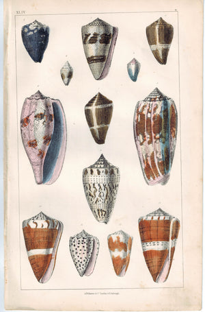 Seashell Cone Family 1853 Antique Hand Color Engraved Print
