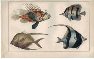 Exotic Fish Family Assortment  1853 Antique Hand Color Engraved Print