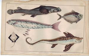 Exotic Fish Family 1853 Antique Hand Color Engraved Print
