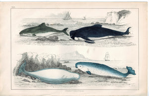Common White & Narwhal Whale Sea Unicorn 1853 Antique Hand Color Print