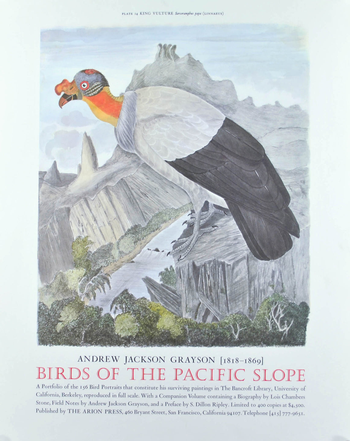 King Vulture Andrew Jackson Grayson Bird Print 1986 Birds of the Pacific Slope