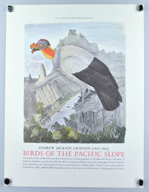 King Vulture Andrew Jackson Grayson Bird Print 1986 Birds of the Pacific Slope