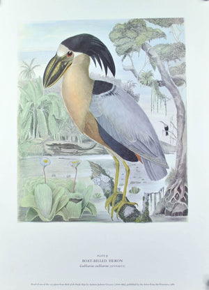 Boat-Billed Heron Andrew Jackson Grayson Brid Print 1986