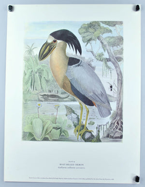 Boat-Billed Heron Andrew Jackson Grayson Brid Print 1986