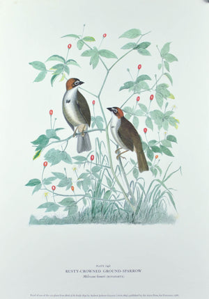 Rusty-Crowned Ground-Sparrow Andrew Jackson Grayson Bird Print 1986