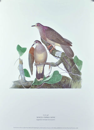 White-Tipped Dove Andrew Jackson Grayson Bird Print 1986 Birds of the Pacific