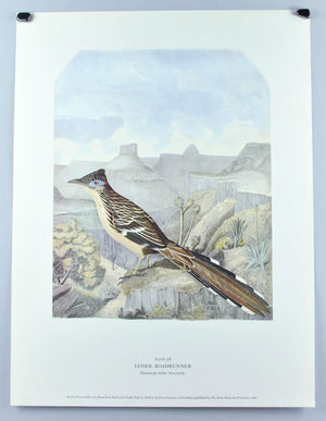 Lesser Roadrunner Andrew Jackson Grayson Bird Print 1986 Birds of the Pacific