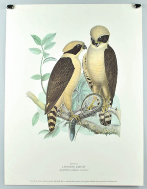 Laughing Falcon Andrew Jackson Grayson Bird Print 1986 Birds of the Pacific