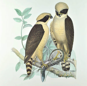 Laughing Falcon Andrew Jackson Grayson Bird Print 1986 Birds of the Pacific