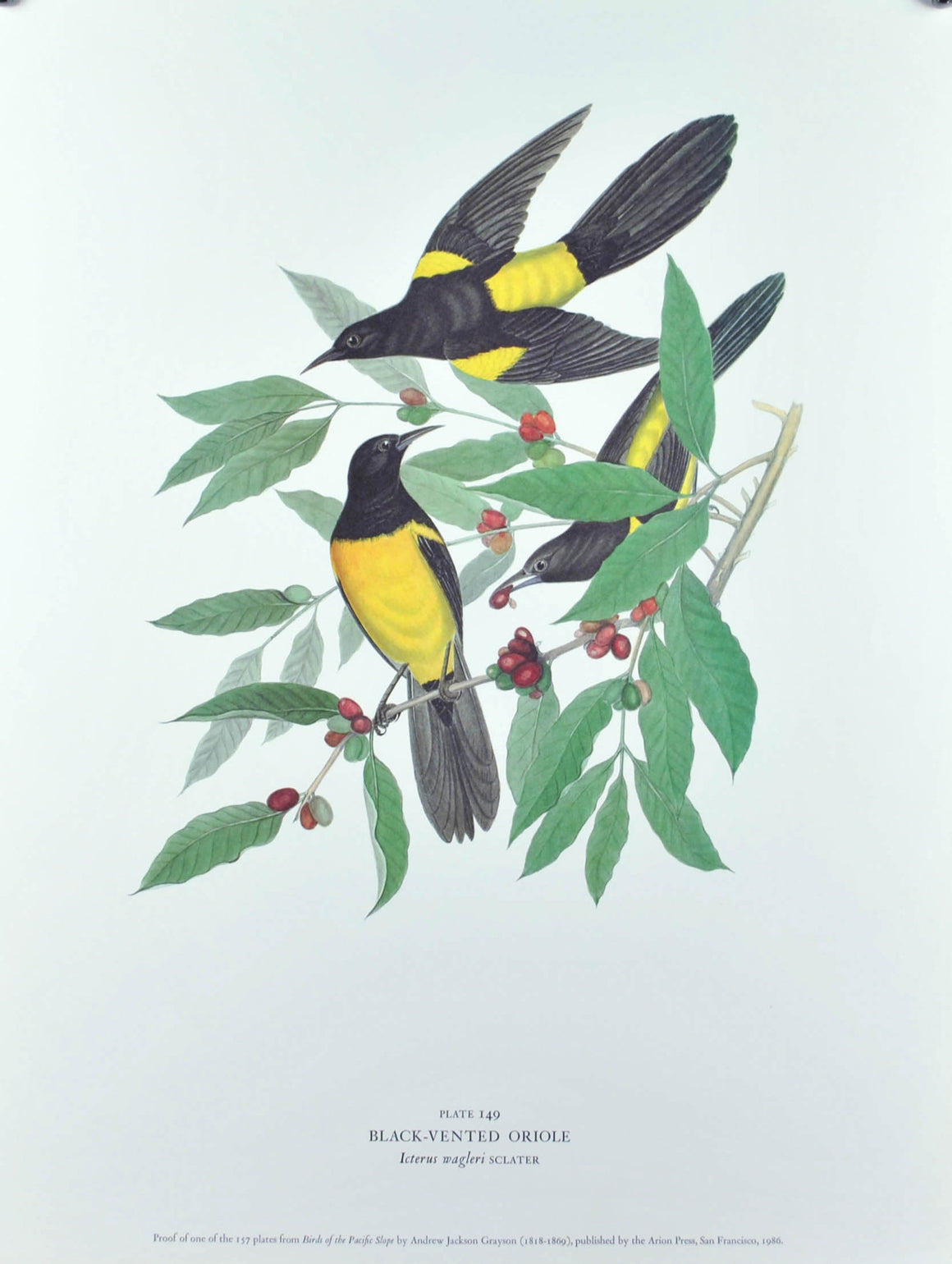 Black-Vented Oriole Andrew Jackson Grayson Bird Print 1986 Birds of the Pacific