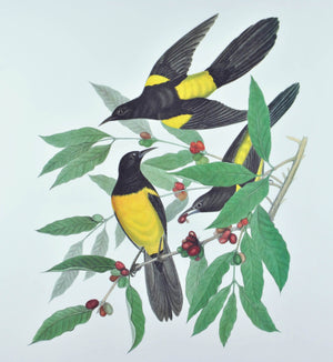 Black-Vented Oriole Andrew Jackson Grayson Bird Print 1986 Birds of the Pacific