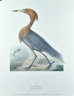 Reddish Egret Andrew Jackson Grayson Bird Print 1986 Birds of the Pacific