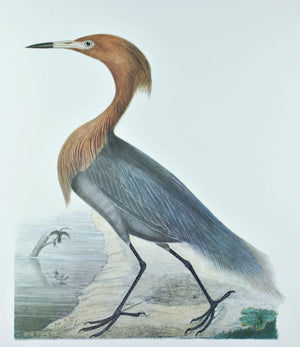 Reddish Egret Andrew Jackson Grayson Bird Print 1986 Birds of the Pacific