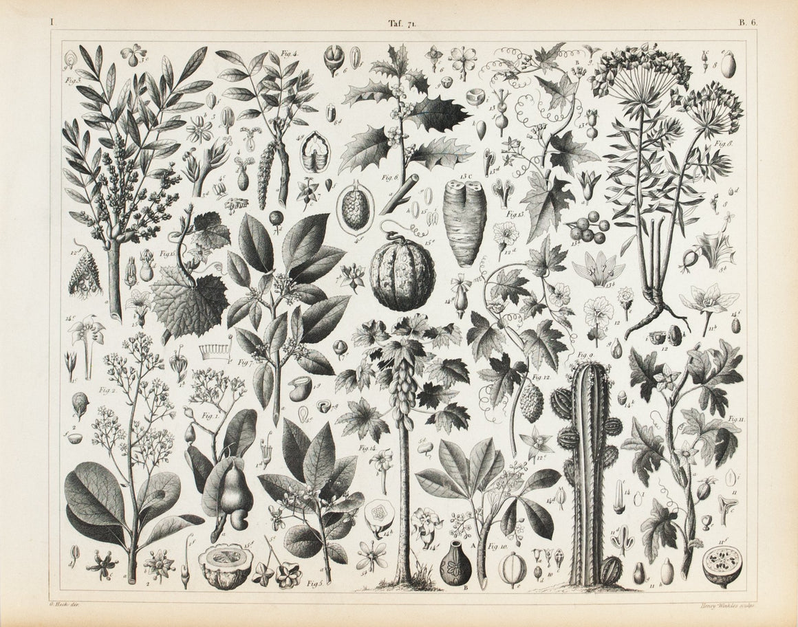 Cashew Walnut Holly Watermelon Papaya Antique Botany Print 1857
