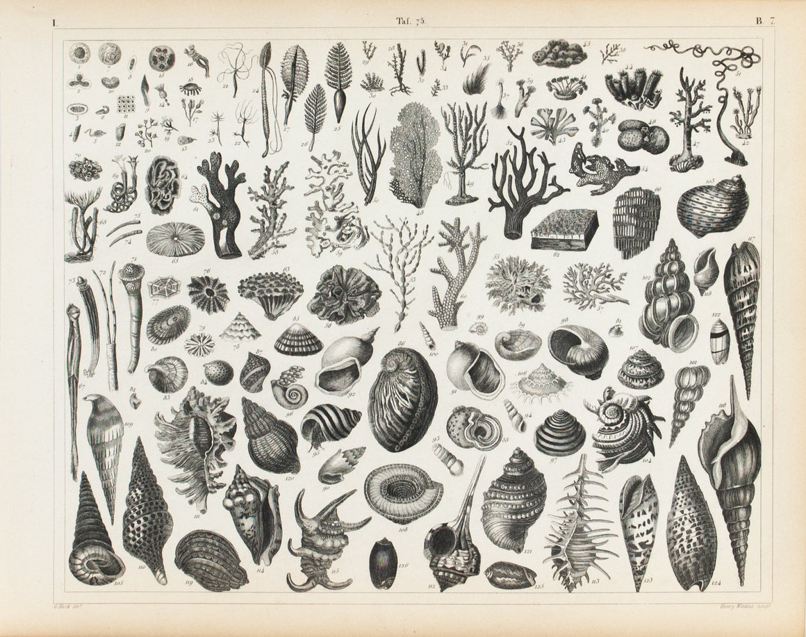 Sea Shells Sea Life Antique Print 1857