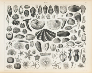 Sea Shells Starfish Octopus Squid Antique Print 1857
