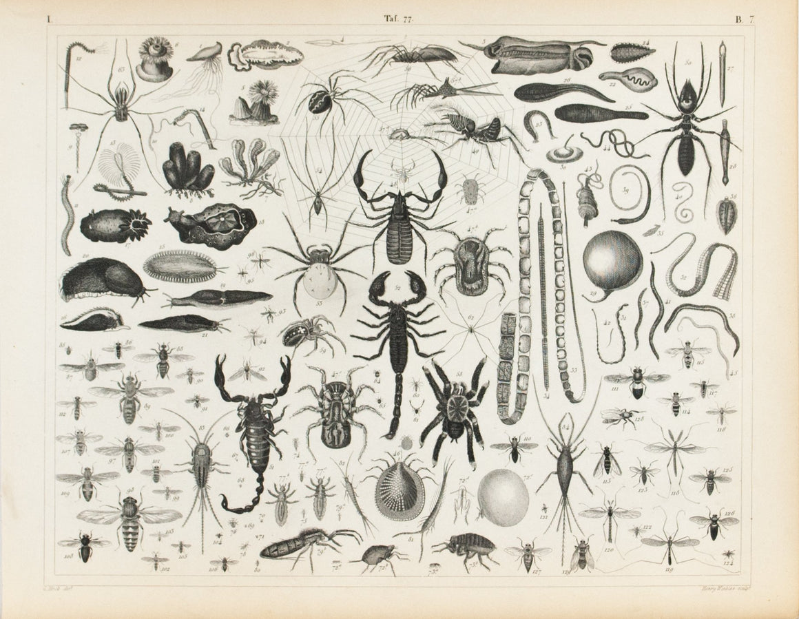 Spider Scorpion Slug Snail Tick Antique Print 1857