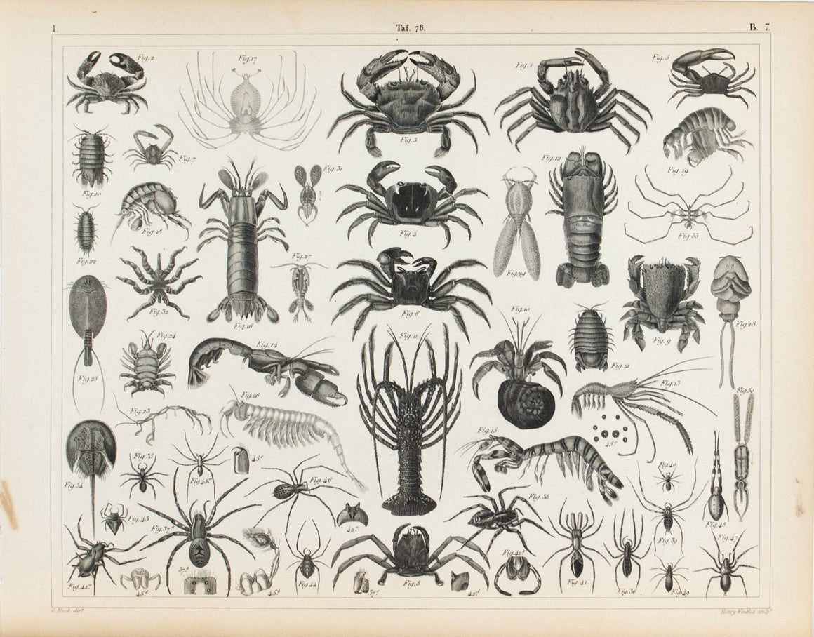 Lobster Crab Spider Antique Print 1857