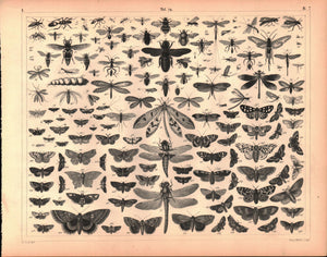 Dragonfly Moth Bee Wasp Antique Entomology Print 1857