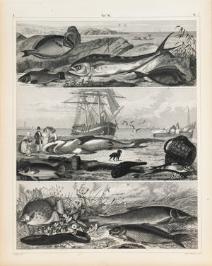 Shark Dolphin Bullhead Perch Antique Fish Print 1857