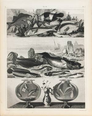 Goldfish Codfish Weever Antique Fish Print 1857