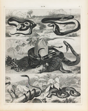 Green Ringed Snake Copperhead Cobra Boa Constrictor Antique Print 1857