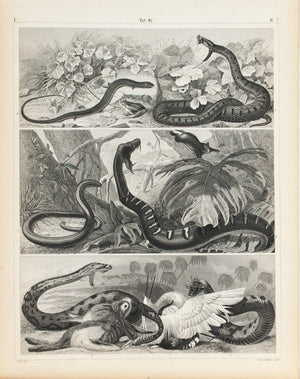 Viper Boa Rattlesnake Antique Snake Print 1857