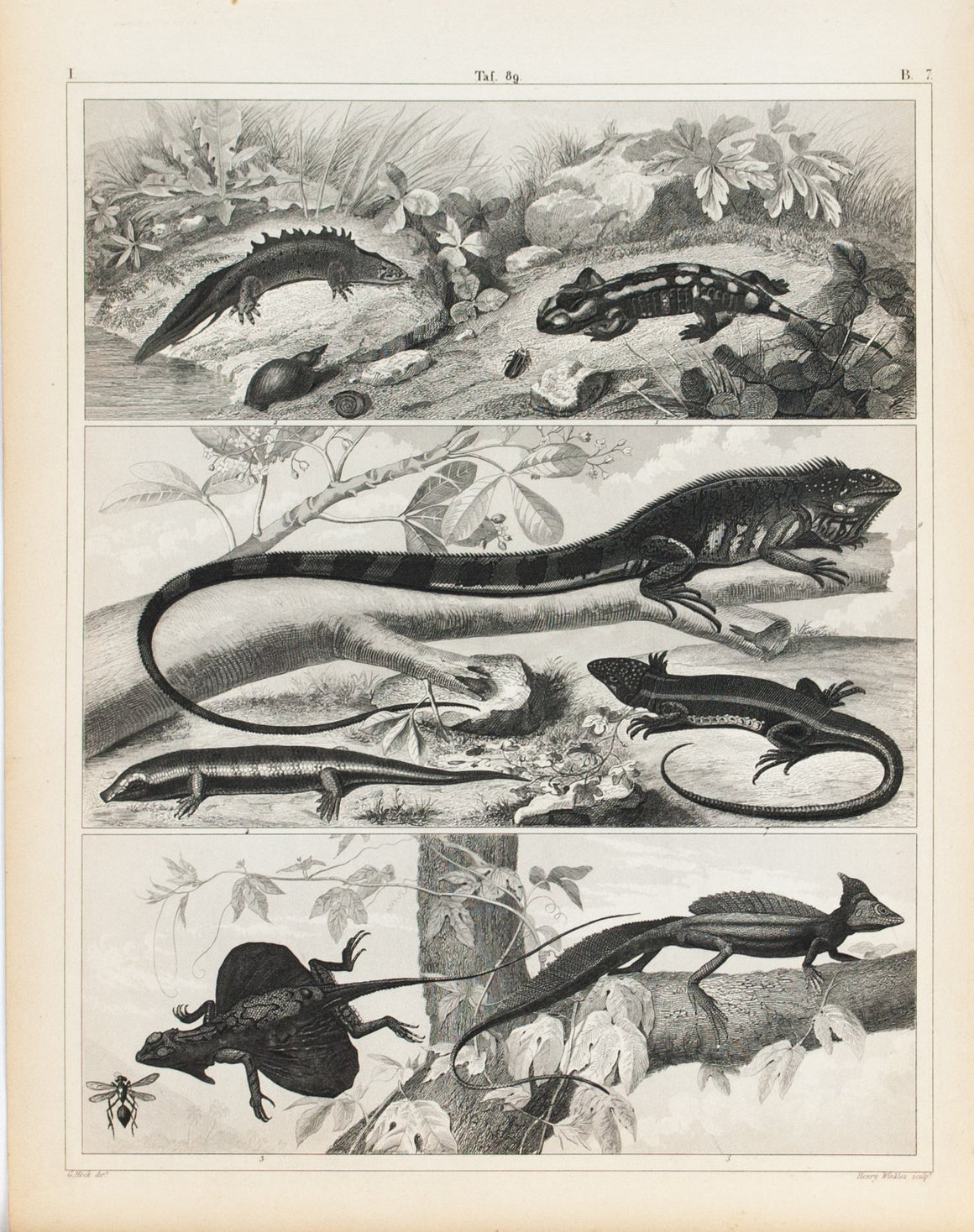Salamander Basilisk Iguana Lizard Antique Print 1857