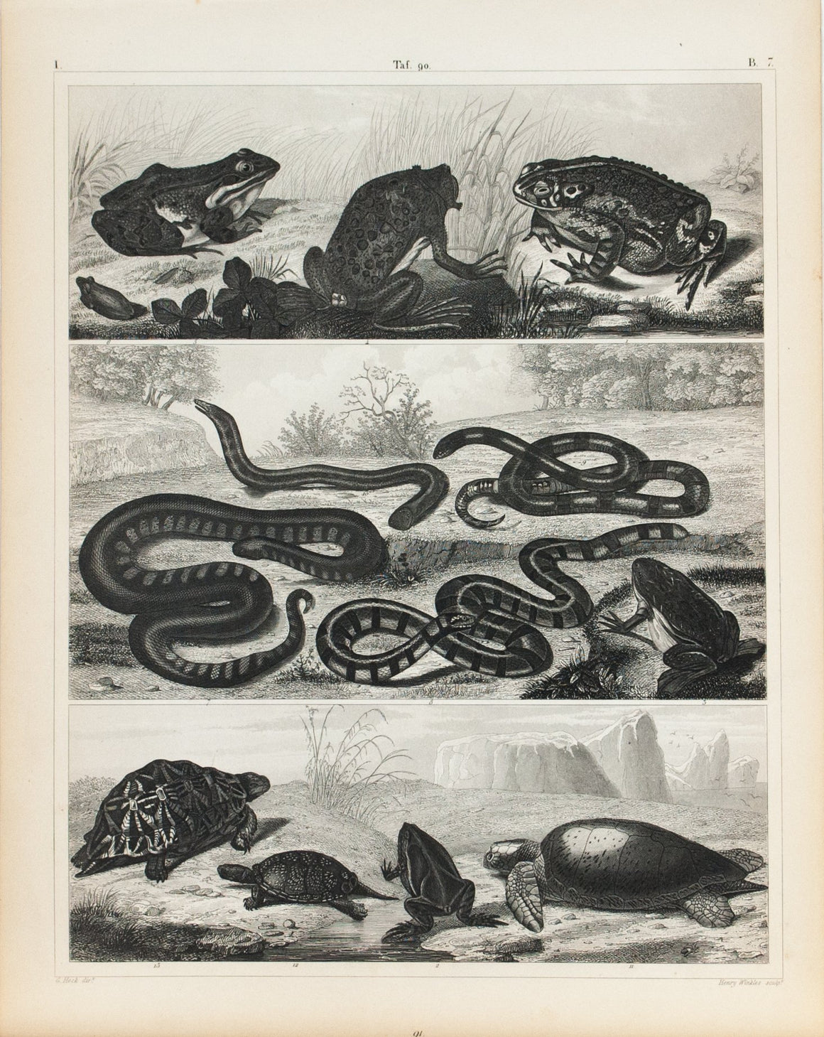 Toad Tree Frog Coral Snake Tortoise Turtle Antique Print 1857