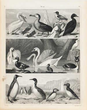 Grebe Loon Gull Swan Pigeon Antique Bird Print 1857