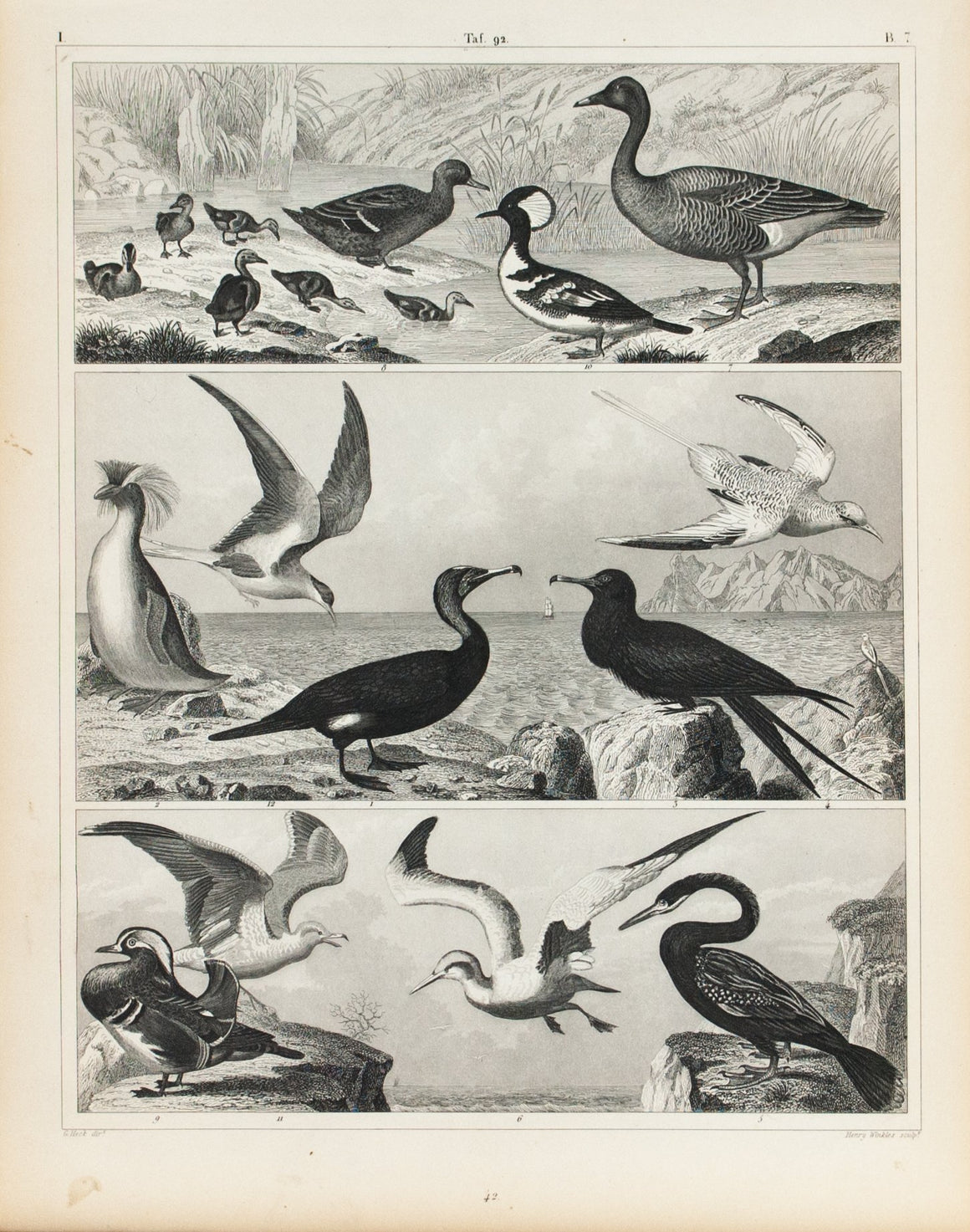 Penguin Pelican Tropicbird Booby Goose Antique Bird Print 1857
