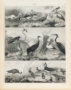 Crane Stork Snipe Godwit Flamingo Antique Bird Print 1857