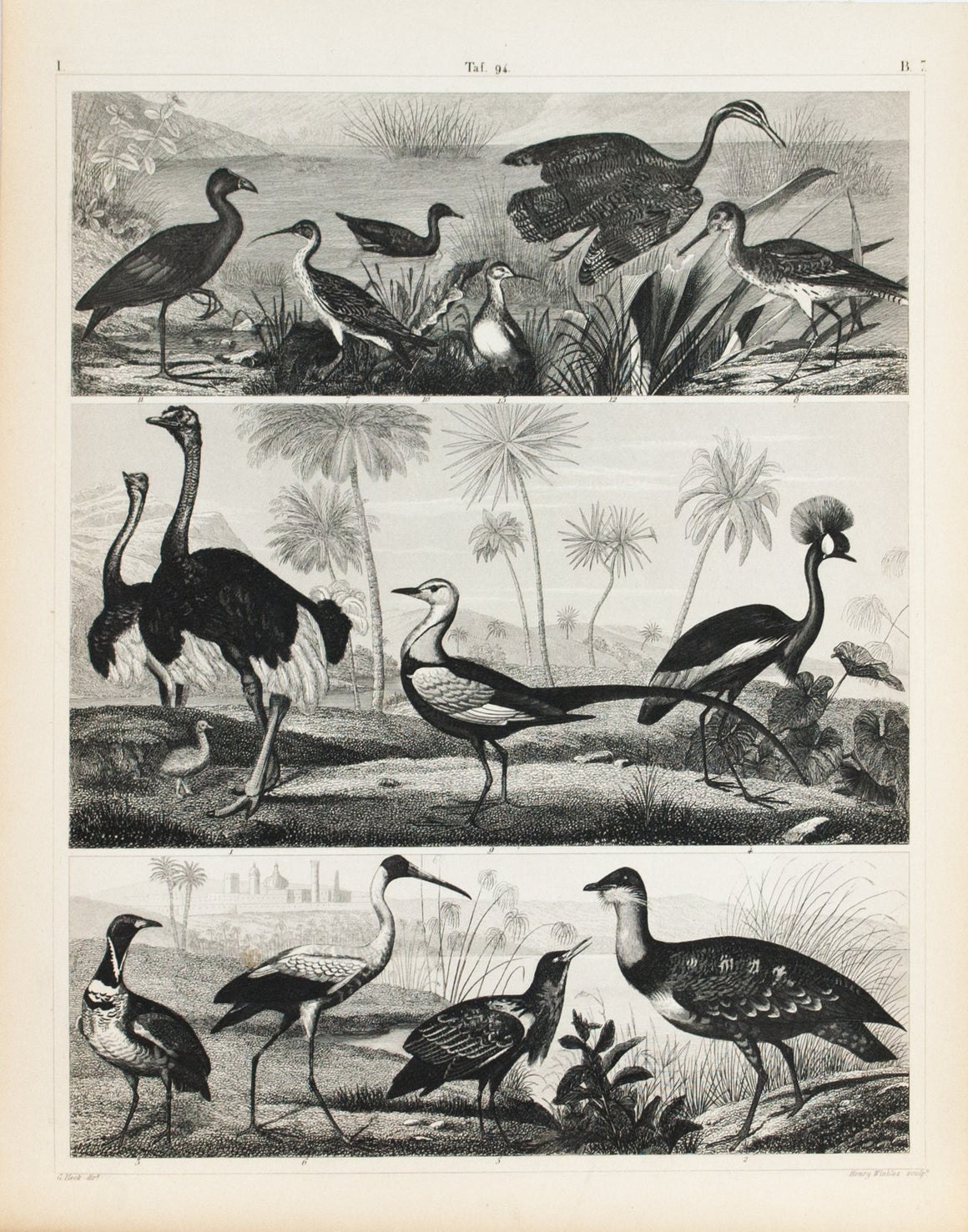 Ostrich Crane Sandpiper Coot Ibis Antique Bird Print 1857