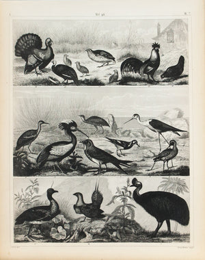 Ibis Turkey Grouse Quail Antique Bird Print 1857
