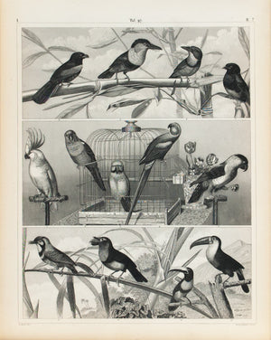 Cockatoo Parrot Toucan Antique Bird Print 1857