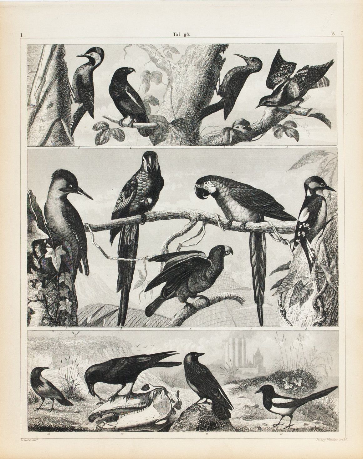 Macaw Woodpecker Raven Crow Parrot Antique Bird Print 1857
