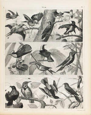 Nutcracker Paradise humming Lark Baltimore Oriole Antique Bird Print 1857