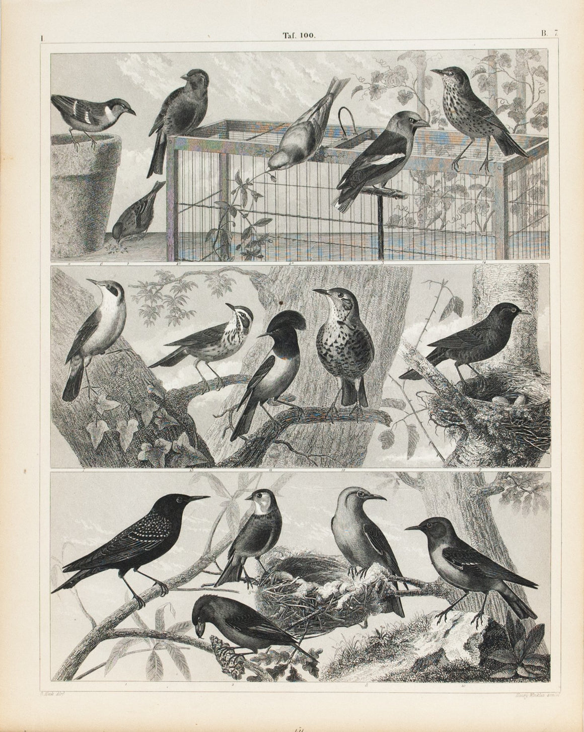 Canary Sparrow Oriole Blackbird Thrush Antique Bird Print 1857